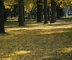 若返りとフェイスリフトについて